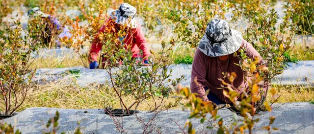 WT Group and partners found GeoAgro Estate, a blueberry farm in Samegrelo