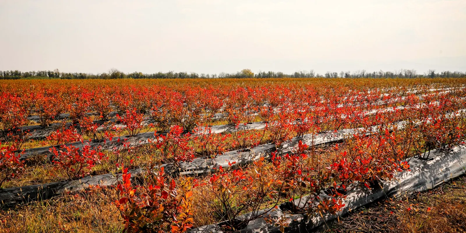 Blueberry rows in autumn colour at the Sepieti farm
