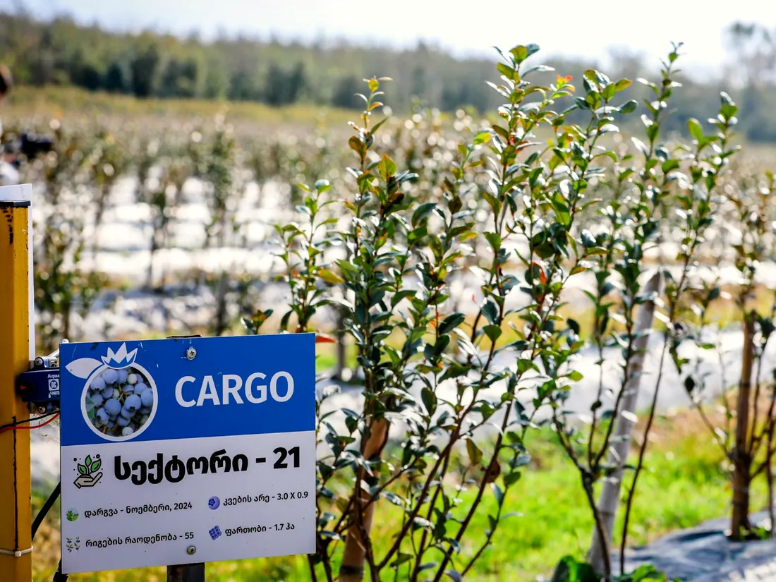 Row of Cargo blueberry bushes with the sector sign