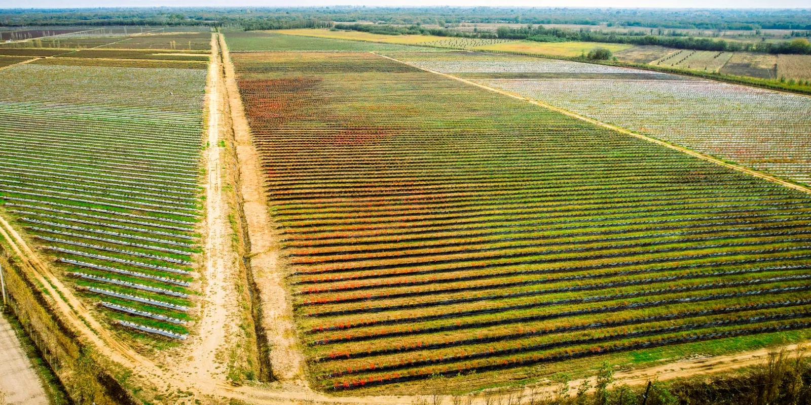 Aerial view of the GeoAgro Estate blueberry orchard in Sepieti