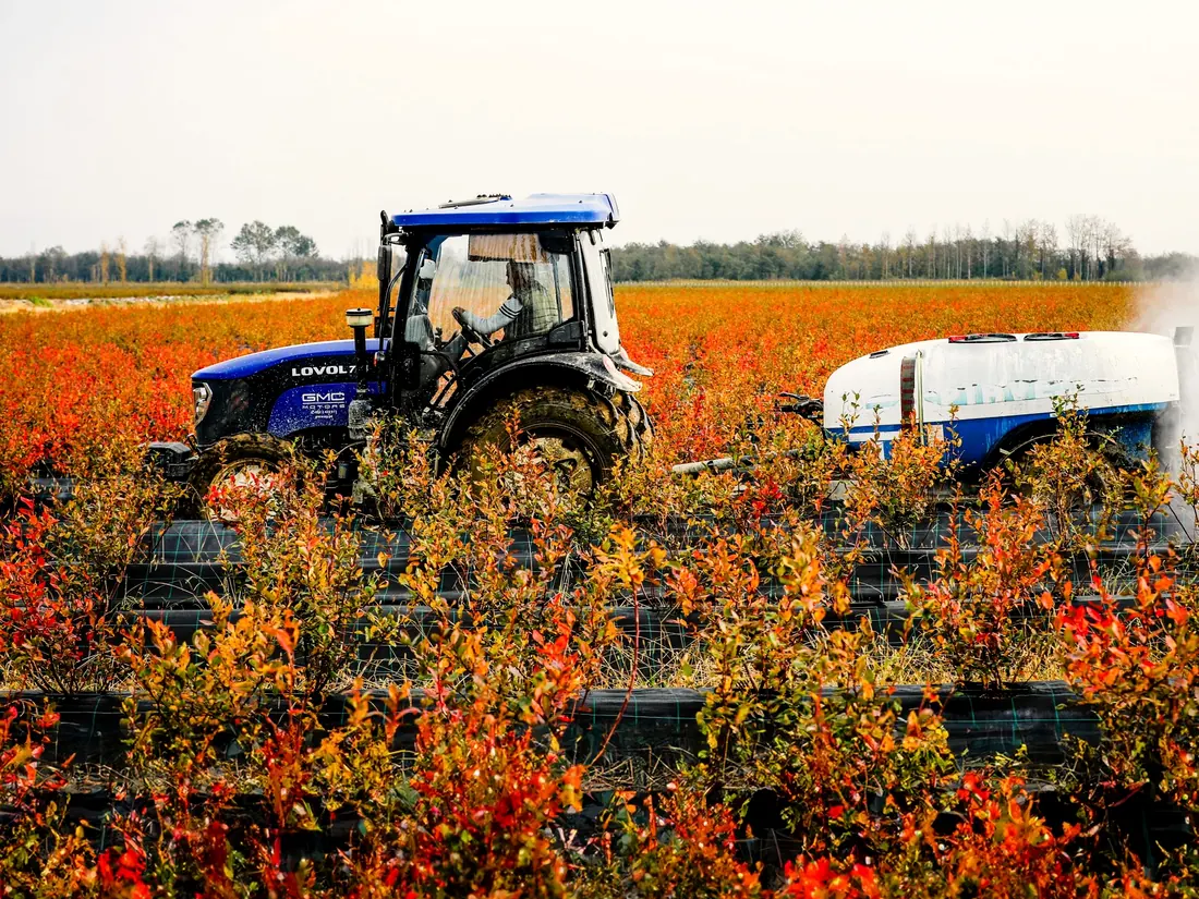 Tractor with a sprayer working between rows of blueberry bushes